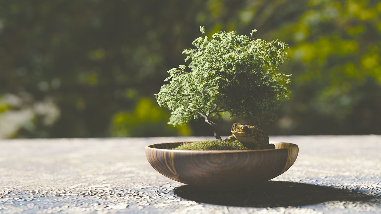 Substrats et fertiliseurs pour bonsaï